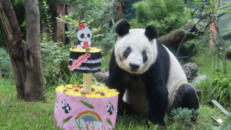 El panda gigante cumple años