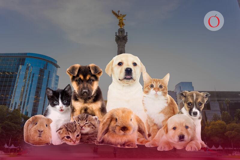 Salvador Guerrero Chiprés: "CDMX: animal-friendly city"