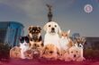 CDMX: animal-friendly city