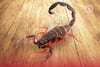 ¿Vives en estas zonas? Aumenta la presencia de alacranes en CDMX por lluvias y calor