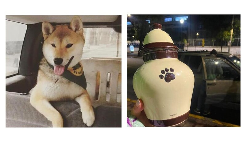 Perro junto a urna con sus cenizas