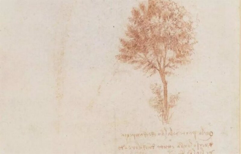 Árbol