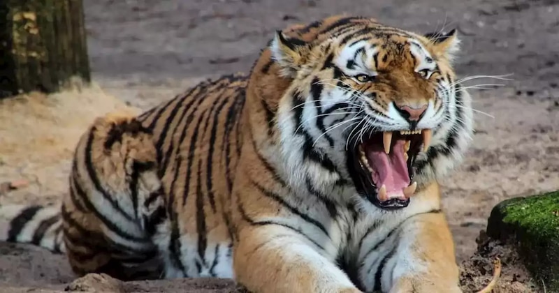 Tigre mostrando los dientes
