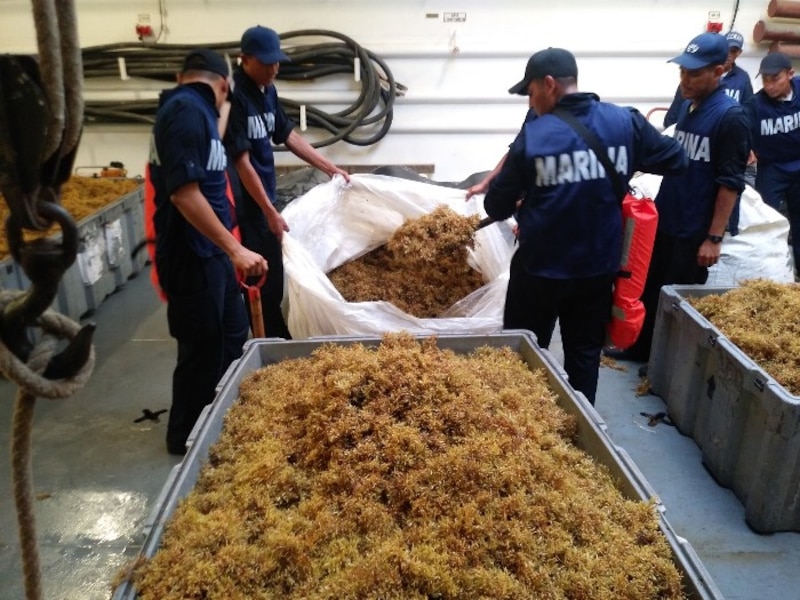 Cosecha de algas marinas