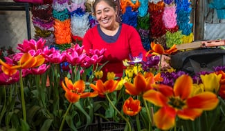 Florece campo mexicano  este 14 de febrero con rosas, gladiolas y gerberas 