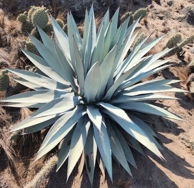 Maguey