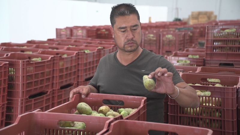 Un agricultor cosecha tunas en una granja.