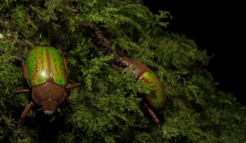 Escarabajos en el bosque