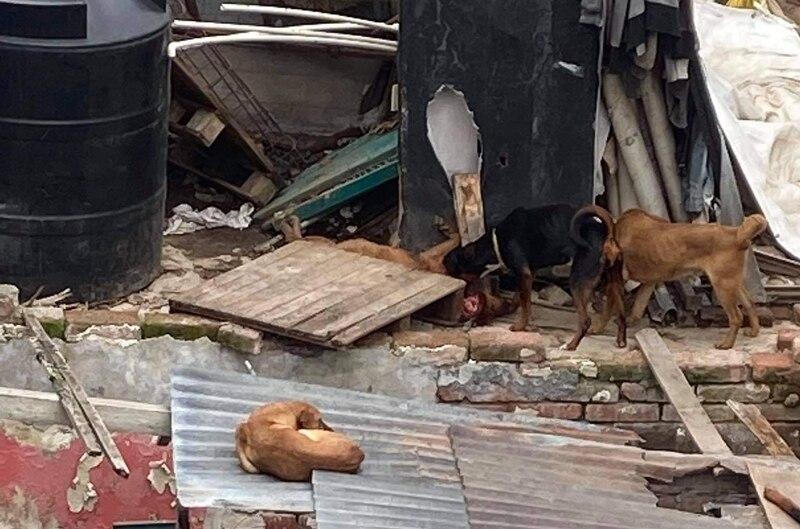 Perros callejeros en busca de alimento