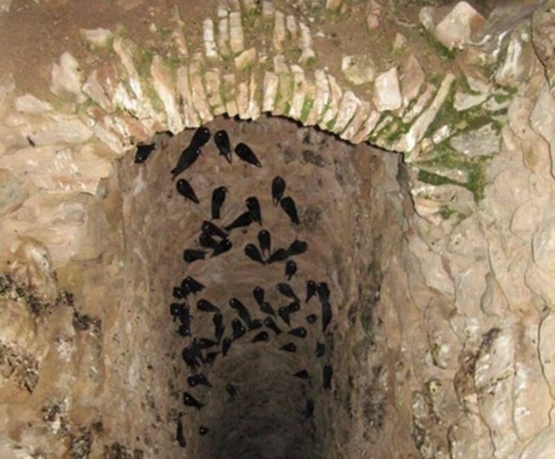 Pozo de los pájaros