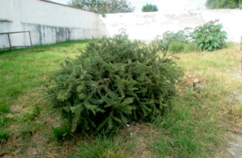 Árbol de Navidad desechado