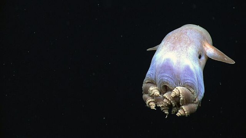 Un calamar gigante