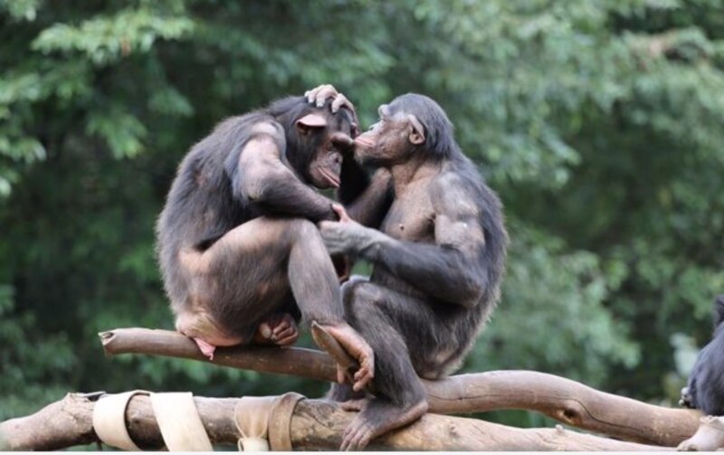 Chimpancés besándose
