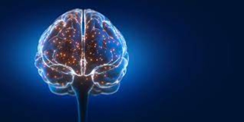 Cerebro humano