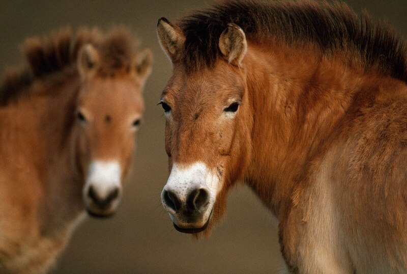 Caballo de Przewalski