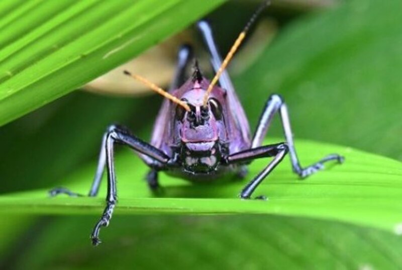 Saltamontes morados