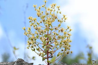 La Saxifraga candelabrum sí es una planta carnívora; Darwin lo predijo hace 150 años y la ciencia lo confirma hoy