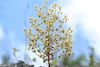  La Saxifraga candelabrum sí es una planta carnívora; Darwin lo predijo hace 150 años y la ciencia lo confirma hoy