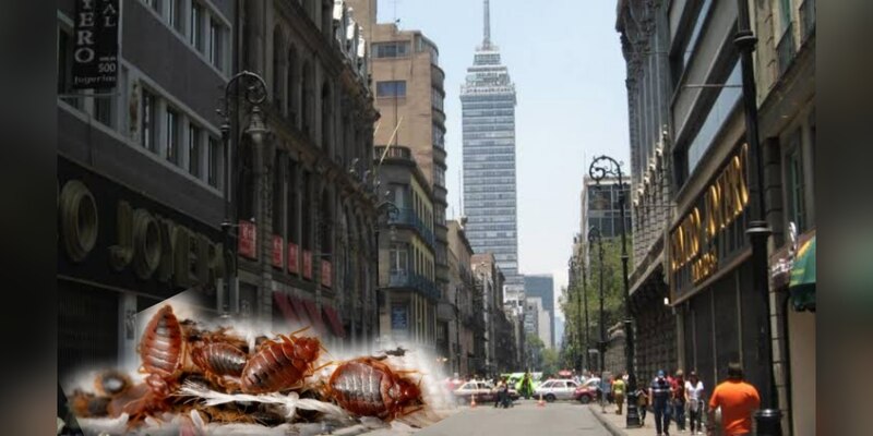 ¡Cuidado con las chinches!