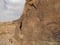 Arte rupestre con grandes camellos marcaba las fuentes de agua hace 12 mil  años en Arabia