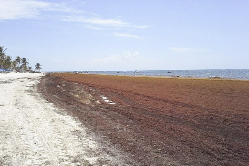 Playa con sargazo
