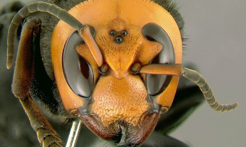 Macrofotografía de la cabeza de una avispa asesina