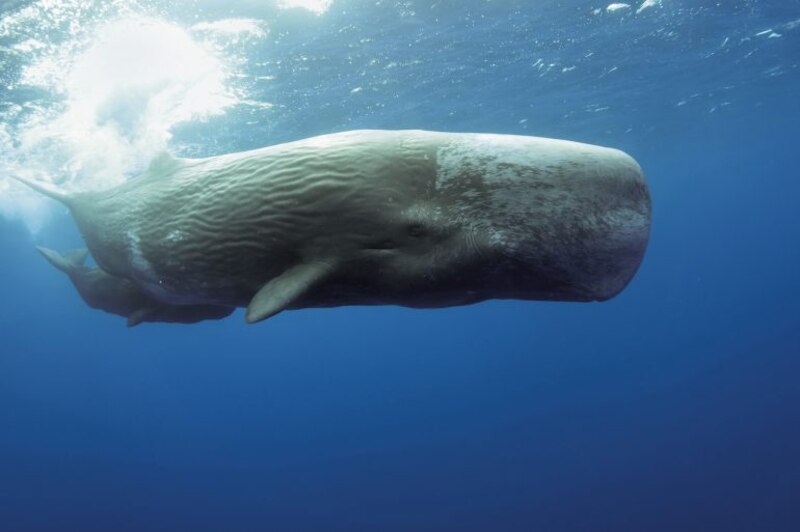 Cachalote, el gigante del mar