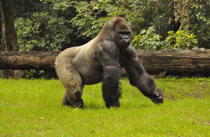 Gorila en la selva