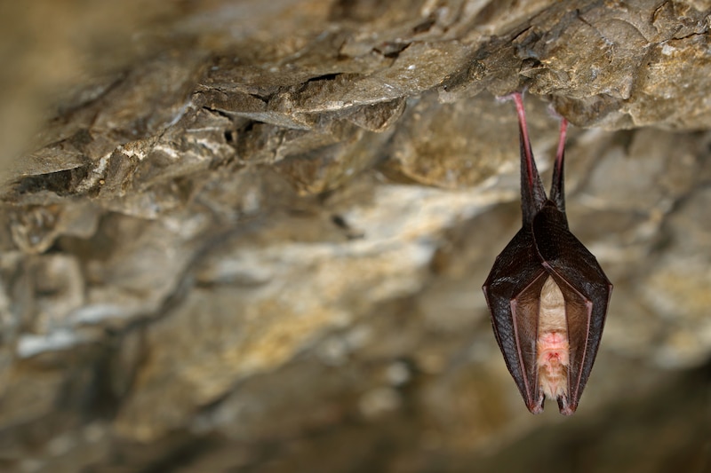 Murciélago durmiendo en una cueva