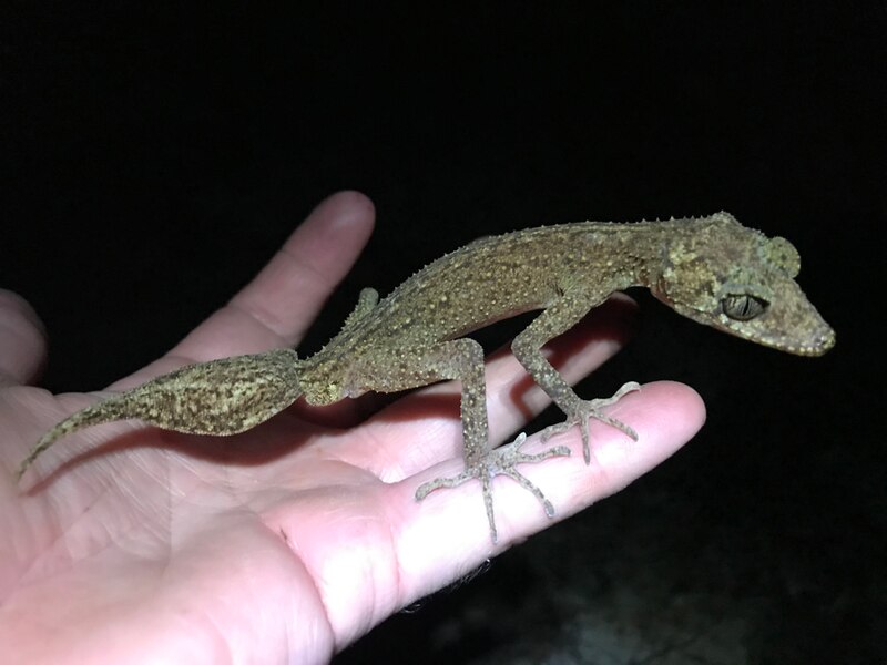 Un pequeño geco en la palma de una mano