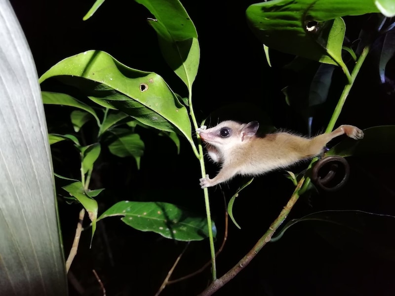 La zarigüeya común es un marsupial nocturno que habita en los bosques de América.