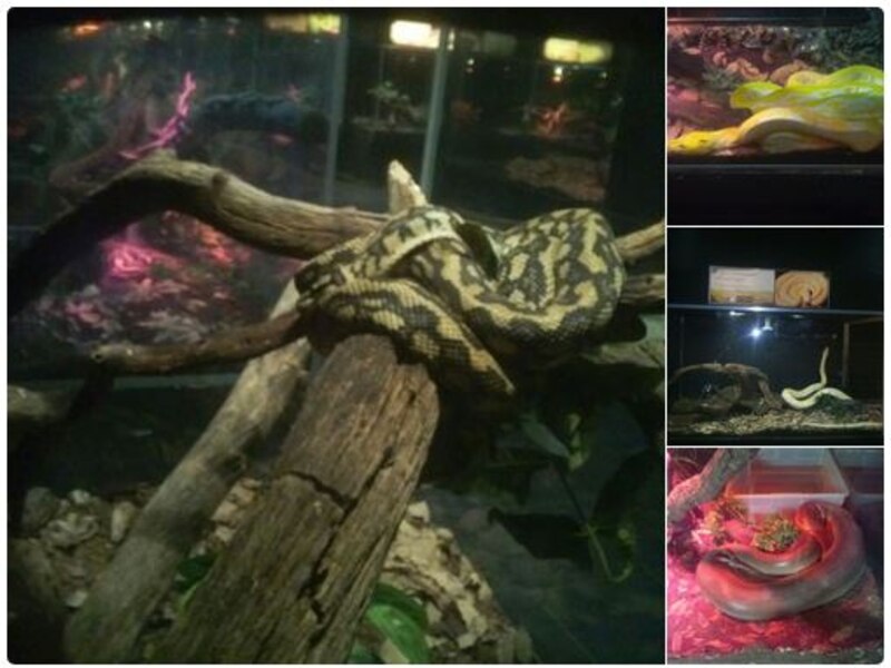 Reptiles en el Zoo de Madrid