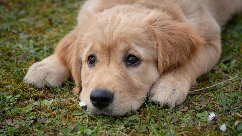 Cachorro golden retriever mirando con ojos tristes