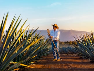 Julio sabe a tequila: el mejor pretexto para recorrer Jalisco entre agaves, trenes y tradiciones