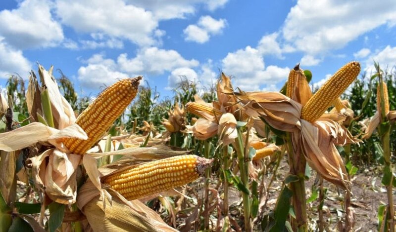 El maíz, un cultivo importante en todo el mundo