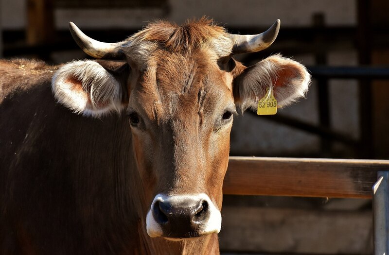 Vaca mirando a la cámara