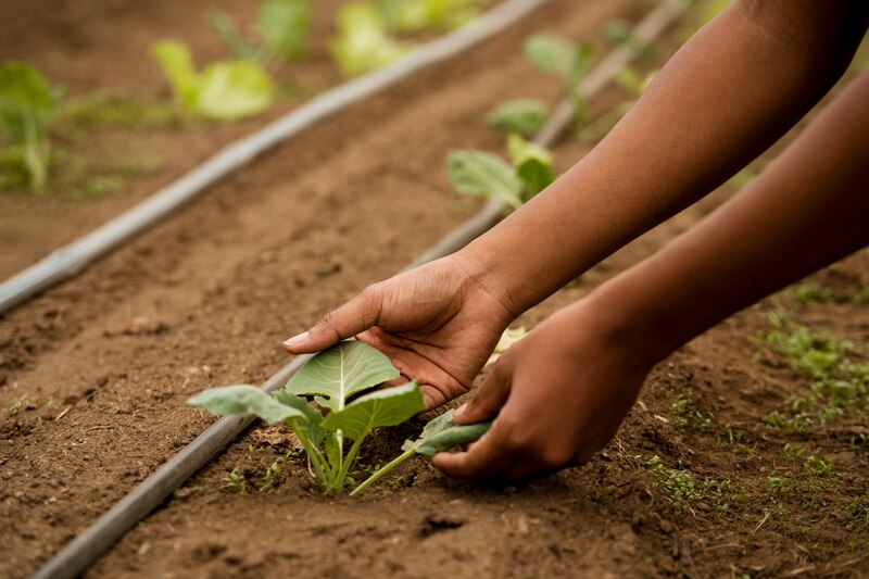Mujer cosechando brócoli en una huerta