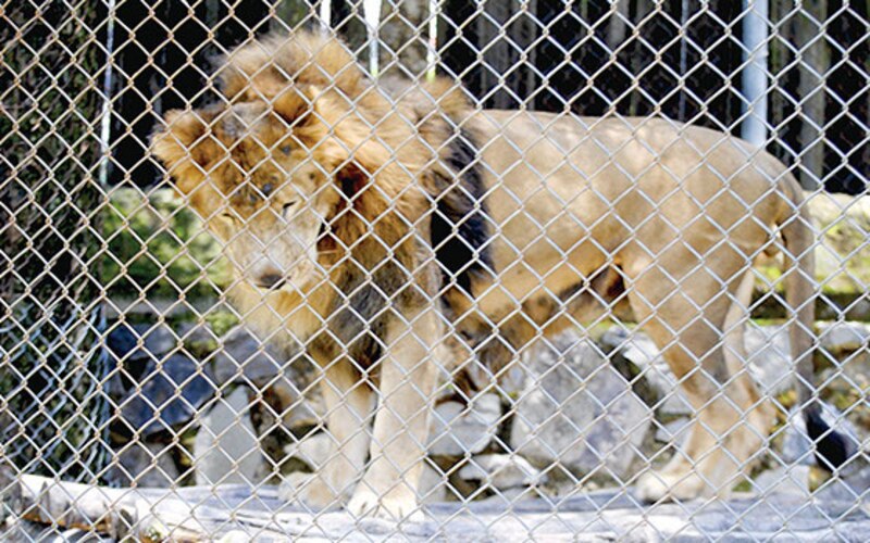 León en cautiverio