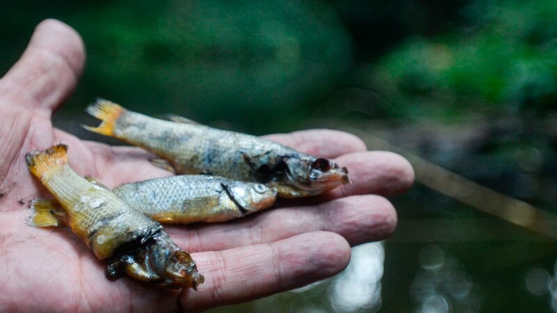 Peces muertos en mano