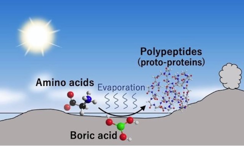 Formación de protoproteínas a partir de aminoácidos