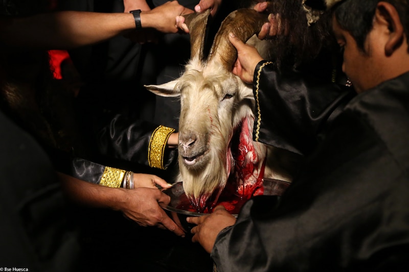 Sacrificio de un animal