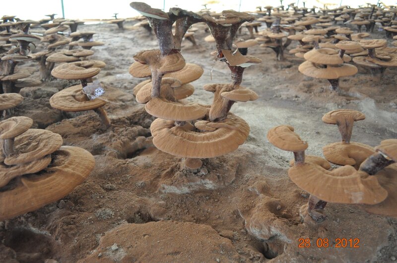 Cultivo de hongos shiitake en México