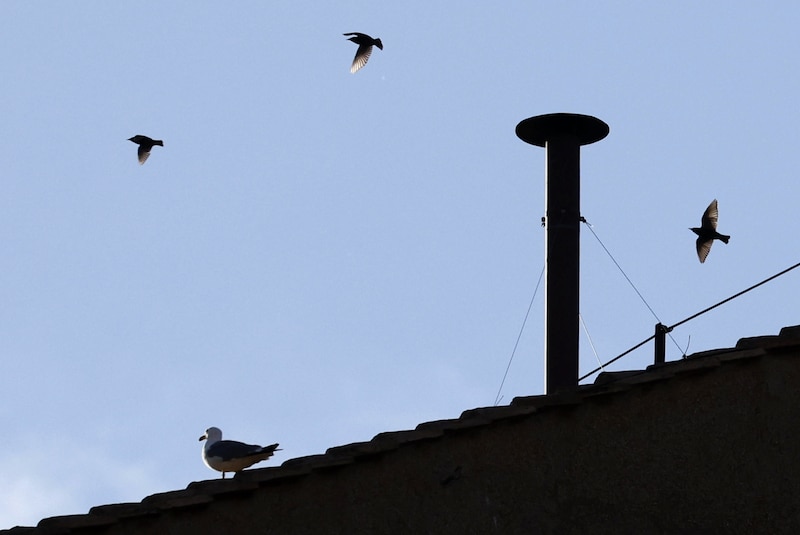 chimenea-vaticano-2025