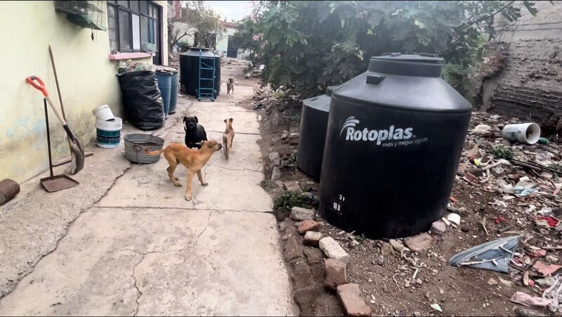 Perros callejeros en busca de comida