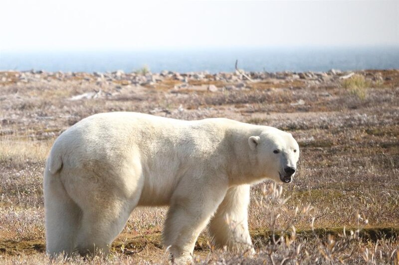 Oso polar caminando sobre la tundra ártica