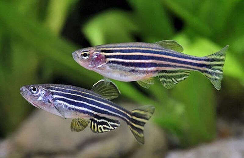 Peces Danio Rerio