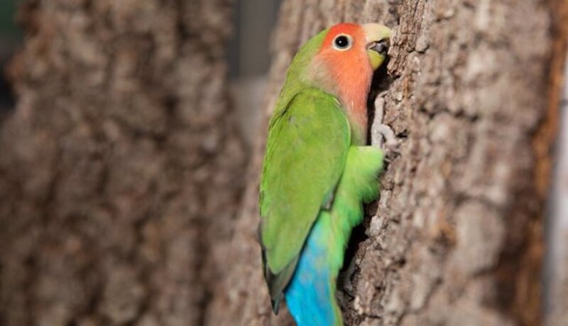 Un loro agapornis trepando por un árbol