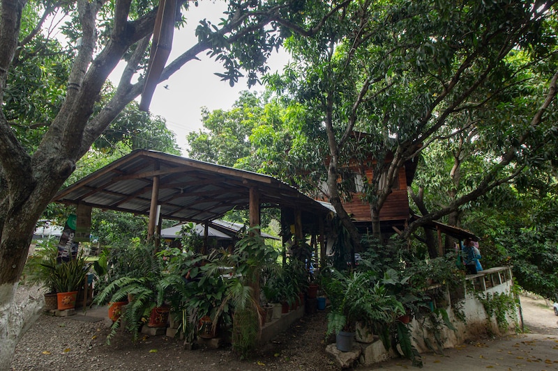 Una casa en el árbol en medio de la selva