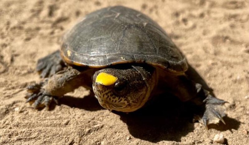 Tortuga casquito (Kinosternon vogti) en su hábitat natural, especie en peligro de extinción robada en Puerto Vallarta.