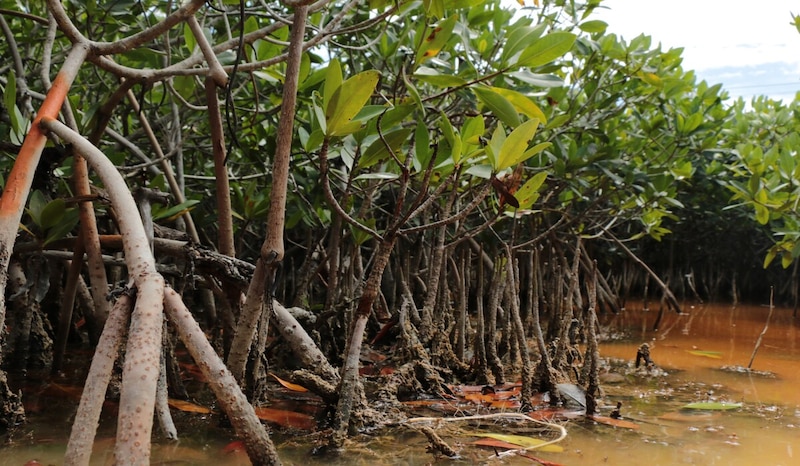 Manglares en el agua